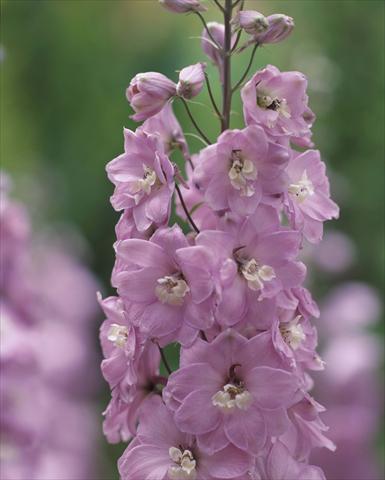 Photos von Blumenvarianten benutzt als: Topf und Beet Delphinium hybrida Aurora Mauve