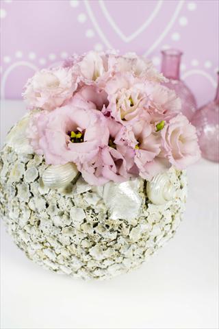 Photos von Blumenvarianten benutzt als: Topf Lisianthus (Eustoma grandiflorum) Corelli Light Pink
