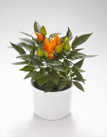 Photos von Blumenvarianten benutzt als: Ampel/Topf Capsicum annuum Calypso Orange