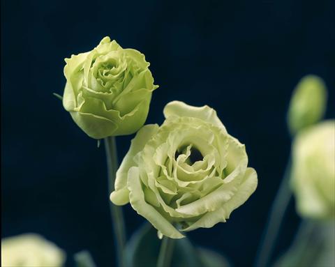 Photos von Blumenvarianten benutzt als: Topf Lisianthus (Eustoma grandiflorum) Croma I Green