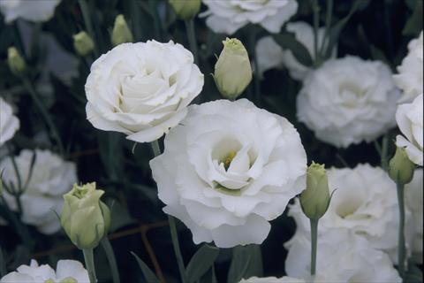 Photos von Blumenvarianten benutzt als: Topf Lisianthus (Eustoma grandiflorum) Croma III Silky White