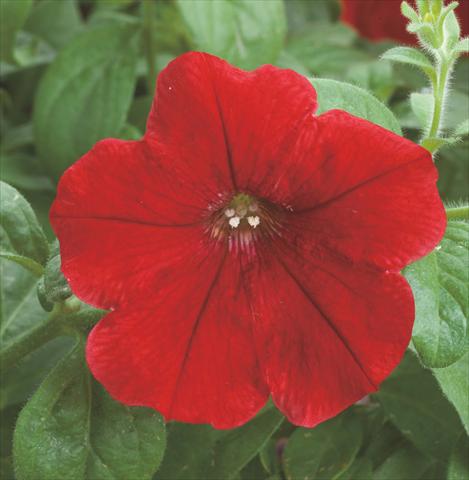 Photos von Blumenvarianten benutzt als: Topf und Beet Petunia hybrida Opera Supreme Red