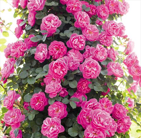 Photos von Blumenvarianten benutzt als: Topf und Beet Rosa rampicante Allegro