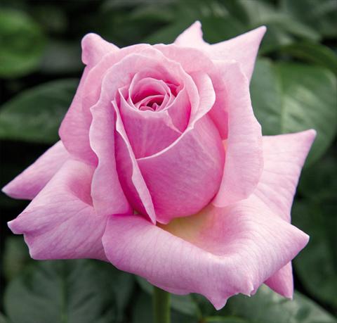Photos von Blumenvarianten benutzt als: Topf und Beet Rosa floribunda Pink Eureka