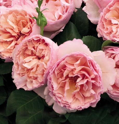 Photos von Blumenvarianten benutzt als: Topf und Beet Rosa floribunda Princesse Charlene de Monaco