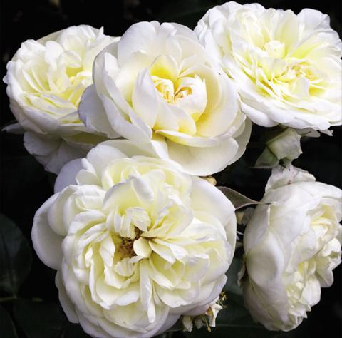 Photos von Blumenvarianten benutzt als: Topf und Beet Rosa floribunda Lady Romantica