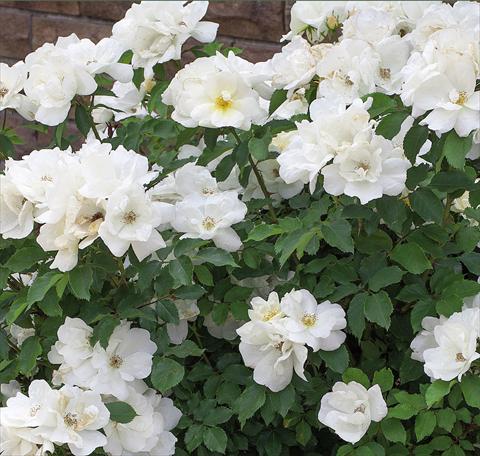 Photos von Blumenvarianten benutzt als: Topf und Beet Rosa paesaggistica White Knock Out®