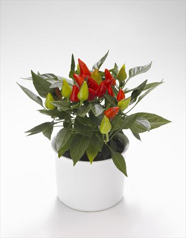 Photos von Blumenvarianten benutzt als: Ampel/Topf Capsicum annuum Calypso Red