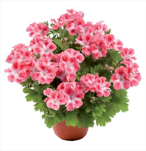 Photos von Blumenvarianten benutzt als: Topf Pelargonium grandiflorum pac® Candy Flowers Pink Cloud
