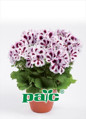 Photos von Blumenvarianten benutzt als: Topf Pelargonium grandiflorum pac® Aristo Purple Stripes