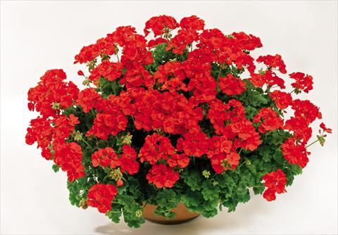 Photos von Blumenvarianten benutzt als: Topf Pelargonium interspec. pac® TWOinONE Scarlet