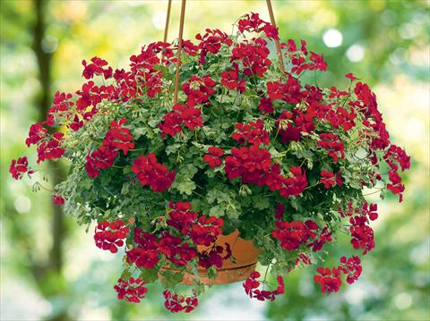 Photos von Blumenvarianten benutzt als: Ampel/Topf Pelargonium peltatum pac® Happy Face Dark Red
