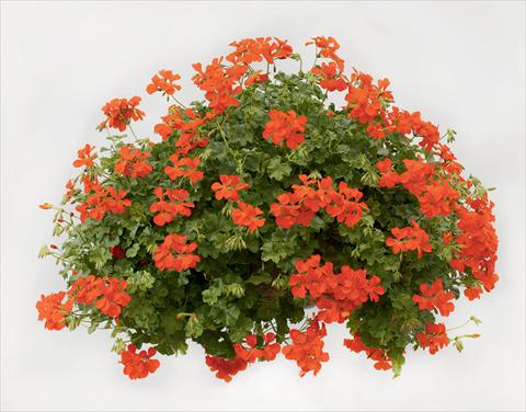 Photos von Blumenvarianten benutzt als: Ampel/Topf Pelargonium peltatum pac® Happy Face Orange