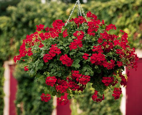 Photos von Blumenvarianten benutzt als: Ampel/Topf Pelargonium peltatum pac® Happy Face Red