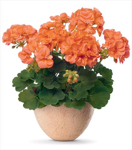 Photos von Blumenvarianten benutzt als: Topf Pelargonium zonale pac® Stefanie