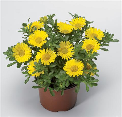 Photos von Blumenvarianten benutzt als: Topf Asteriscus maritimus Aurelia Sun