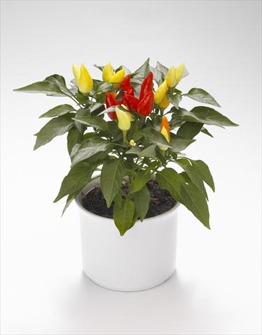 Photos von Blumenvarianten benutzt als: Ampel/Topf Capsicum annuum Calypso Yellow-Red