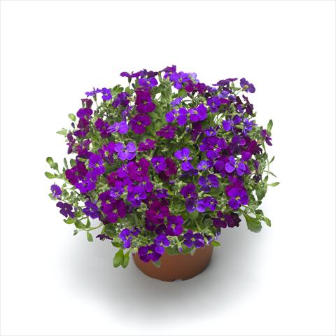 Photos von Blumenvarianten benutzt als: Topf Aubrieta hybrida Audrey Deep Purple Compact