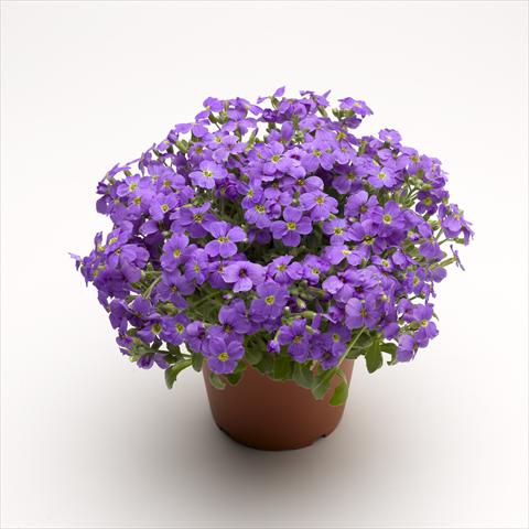 Photos von Blumenvarianten benutzt als: Topf Aubrieta hybrida Audrey Light Blue