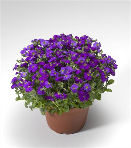 Photos von Blumenvarianten benutzt als: Topf Aubrieta hybrida Audrey Deep Blue Shades