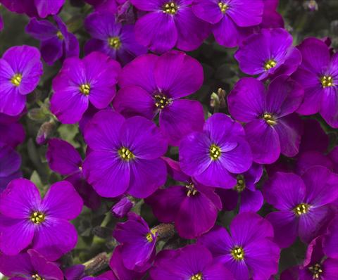 Photos von Blumenvarianten benutzt als: Topf Aubrieta hybrida Audrey Purple Shades