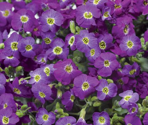 Photos von Blumenvarianten benutzt als: Topf und Beet Aubrieta hybrida Axcent Violet with Eye Improved