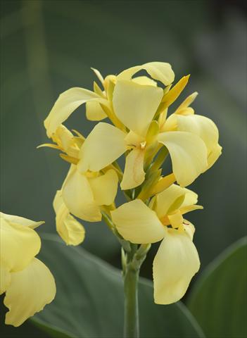 Photos von Blumenvarianten benutzt als: Topf Canna hybrida Cannova Exp Lemon