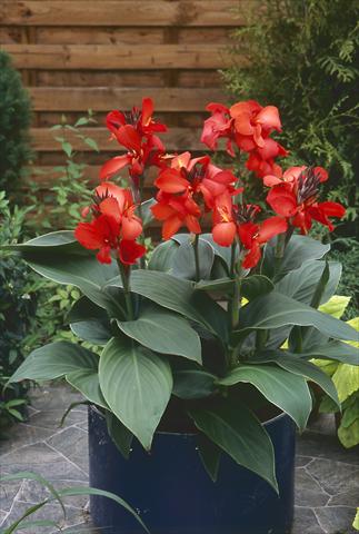 Photos von Blumenvarianten benutzt als: Topf Canna hybrida Cannova Red Shades