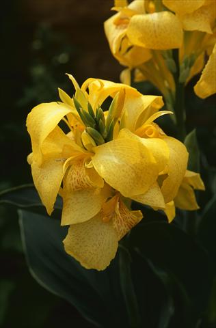 Photos von Blumenvarianten benutzt als: Topf Canna hybrida Cannova Yellow L
