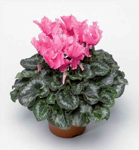Photos von Blumenvarianten benutzt als: Topf Cyclamen persicum Friller Pink