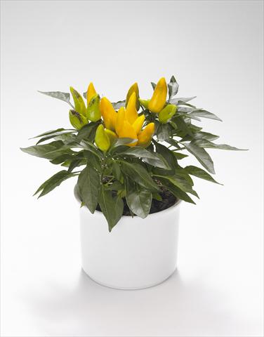 Photos von Blumenvarianten benutzt als: Ampel/Topf Capsicum annuum Calypso Yellow