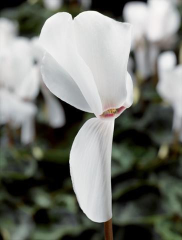 Photos von Blumenvarianten benutzt als: Topf Cyclamen persicum Perfetto Pure White F1