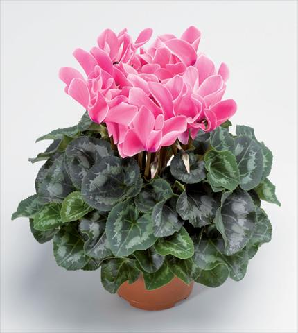 Photos von Blumenvarianten benutzt als: Topf Cyclamen persicum Perfetto Rose Flame
