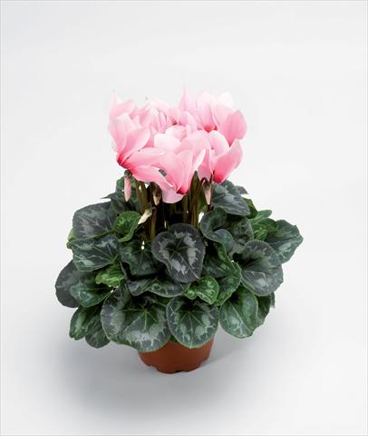 Photos von Blumenvarianten benutzt als: Topf Cyclamen persicum Rainier Light Pink With Eye Improved