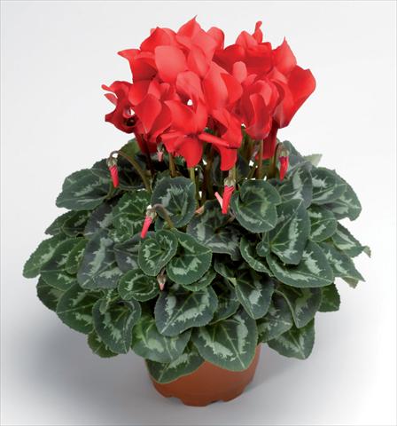 Photos von Blumenvarianten benutzt als: Topf Cyclamen persicum Sierra Synchro Scarlet South F1