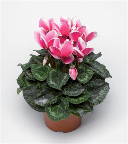 Photos von Blumenvarianten benutzt als: Topf Cyclamen persicum Snowridge Maxi Rose