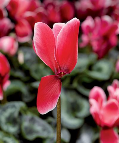 Photos von Blumenvarianten benutzt als: Topf Cyclamen persicum Snowridge Maxi Scarlet F1