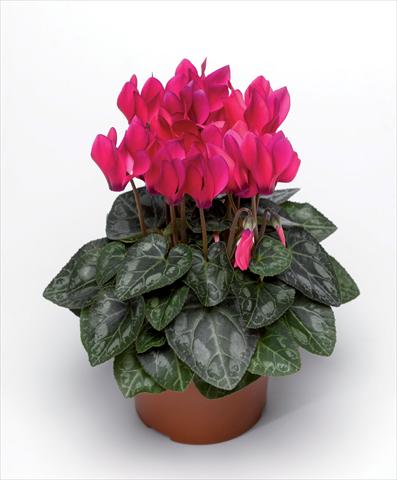 Photos von Blumenvarianten benutzt als: Topf Cyclamen persicum Winfall Deep Rose F1