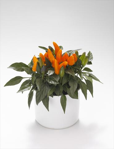 Photos von Blumenvarianten benutzt als: Ampel/Topf Capsicum annuum Favorit Orange