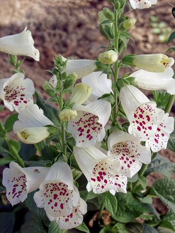 Photos von Blumenvarianten benutzt als: Topf Digitalis purpurea Virtuoso White