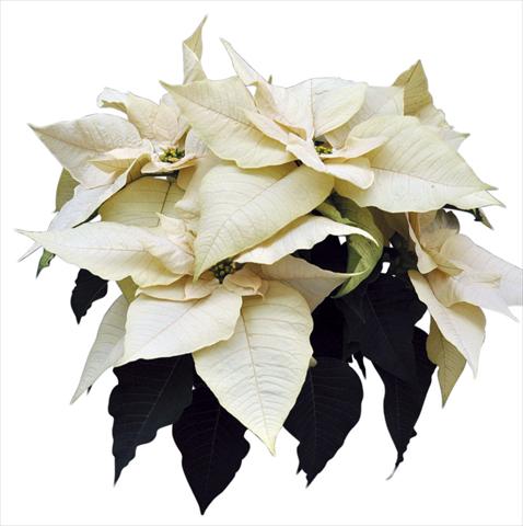Photos von Blumenvarianten benutzt als: Topf Poinsettia - Euphorbia pulcherrima Titan White