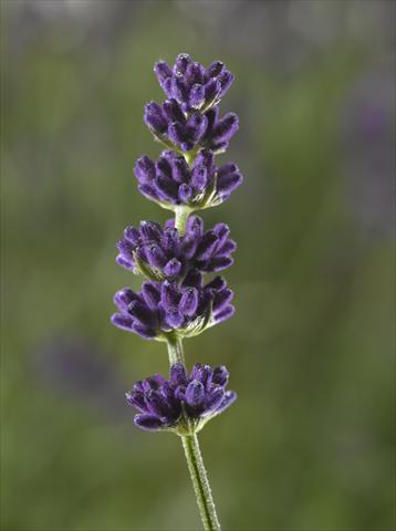 Photos von Blumenvarianten benutzt als: Topf und Beet Lavandula angustifolia Aromatico Blue Compact