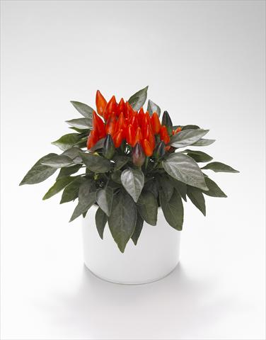 Photos von Blumenvarianten benutzt als: Ampel/Topf Capsicum annuum Favorit Red