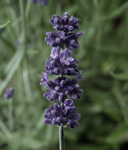 Photos von Blumenvarianten benutzt als: Topf und Beet Lavandula angustifolia Aromatico Early Blu