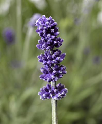 Photos von Blumenvarianten benutzt als: Topf und Beet Lavandula angustifolia Aromatico Forte