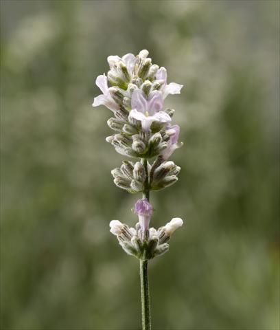 Photos von Blumenvarianten benutzt als: Topf und Beet Lavandula angustifolia Aromatico Silver
