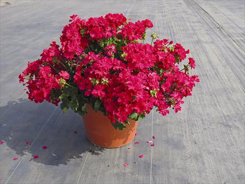 Photos von Blumenvarianten benutzt als: Topf Pelargonium interspec. Calliope Hot Rose 01