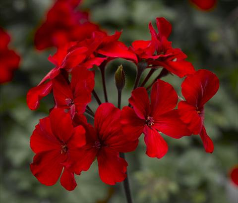 Photos von Blumenvarianten benutzt als: Topf Pelargonium interspec. Dark Caliente Fire