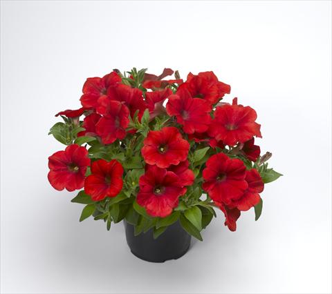 Photos von Blumenvarianten benutzt als: Topf und Beet Petunia hybrida Sanguna Patio Red
