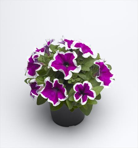 Photos von Blumenvarianten benutzt als: Topf und Beet Petunia hybrida Sanguna Purple Picotee